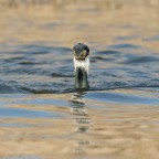 Uno strano periscopio Uno strano periscopio