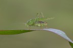 Tettigonia viridissima (Tettigoniidae) Tettigonia viridissima (Tettigoniidae)