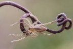 Si tratta, quasi certamente, di un maschio immaturo di Micrommata virescens, un ragno cacciatore che vive ben due anni: questo esemplare, ritrovato a inizio febbraio, ha quindi ancora molti giorni davanti a s...
Critiche e commenti sono graditi
[url=http://postimg.org/image/67i9lhin7/full/]H.R.[/url]