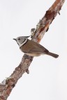 Cincia dal ciuffo (Parus cristatus) Cincia dal ciuffo (Parus cristatus)