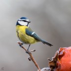 ..cyanistes caeruleus..