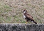 ..buteo buteo..