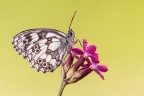 Melanargia galathea Melanargia galathea