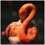 Fenicottero Fenicottero