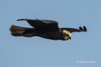 Foto scattata al Parco Nazionale del Circeo - 
Pentax K-3, Sigma 150-500 @500mm, ISO 800, 1/2500s, f9, mano libera, leggero crop.