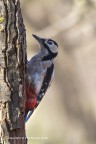 Picchio rosso maggiore (Dendrocopos major) maschio