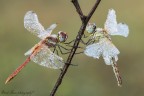 Libellule Libellule
