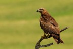 La foto  stata scattata in Andalusia , nei dintorni di Cordoba