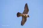 Falco pellegrino Falco pellegrino