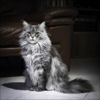 Zenobia in versione informale. Zenobia in versione informale.