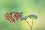 Melithaea athalia Melithaea athalia