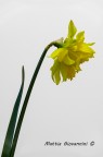 Narcissus Cultivar Narcissus Cultivar