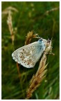farfalla farfalla