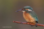 martin pescatore comune o martin pescatore europeo (Alcedo a