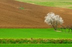 Scorcio della campagna marchigiana