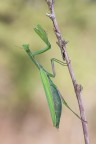 Mantide religiosa Mantide religiosa