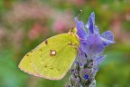 La Colias, la mia preferita delle poche che son riuscito a fotografare, ha il fascino dell'esotico, dato che proviene dall'Africa settentrionale.
Da quella terra arriva in primavera, e l ritorna in autunno per svernare (gli adulti e i bruchi che restano in Europa difficilmente superano linverno).
Questo grazioso esemplare  posato sopra un fiore di lavanda.

Critiche e commenti sono graditi
[url=http://postimg.org/image/majpo51sh/full/]H.R.[/url]