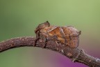 Triodia sylvina (Linnaeus, 1761) Triodia sylvina (Linnaeus, 1761)