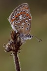 Licenide Polyommato Licenide Polyommato