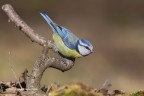 Cinciarella (Cyanistes caeruleus), c & c sono graditi