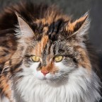 primo piano primo piano