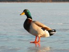 Il lago di Varese completamente ghiacciato.