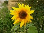 Girasole Girasole