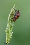 Milanista_Graphosoma lineatum Milanista_Graphosoma lineatum
