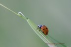 in natura ...