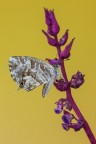 Cacyreus marshalli Cacyreus marshalli