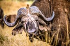 Buffalo&Friend Buffalo&Friend