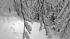 Nel bosco innevato