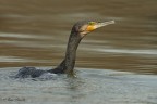 Cormorano Cormorano