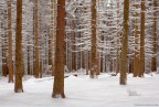 Snowy forest