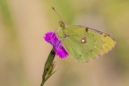 Colias crocea Colias crocea