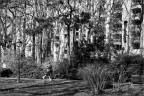 Selva urbana Selva urbana