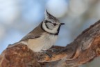 Cincia dal ciuffo (Parus cristatus)