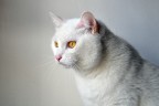 Una delle mie gattine