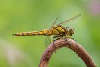 Fotografare i soggetti in arrivit spesso  frustrante, ma a volte si ottengono immagini curiose, come questa femmina di Orthetrum cancellatum che si esibisce in un perfetto... saluto militare!! :D
Critiche e commenti sono graditi
[url=http://postimg.org/image/na57292rv/full/]H.R.[/url]