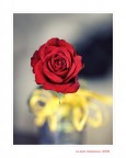 Se il rosso...sfida il giallo Se il rosso...sfida il giallo