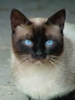 Siamese Siamese