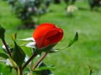 Il nome della rosa Il nome della rosa