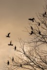 ..cormorani.. ..cormorani..