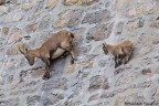 Seguendo la mamma Seguendo la mamma