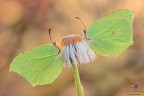 Gonepteryx Rhamni˛ Gonepteryx Rhamni˛