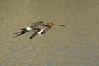 Pittima reale (Limosa limosa) Pittima reale (Limosa limosa)