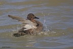 Canapiglia..Anas strepera Canapiglia..Anas strepera