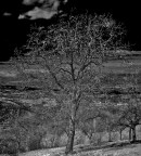 Albero solitario Albero solitario