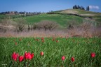 Prato fiorito di Tulipani in Toscana. COme vi sembra?  f/11 1/125 iso 100 55-250mm Canon 50d