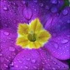 dopo la pioggia dopo la pioggia